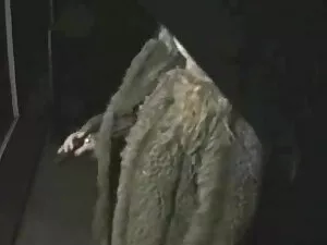 Graias-酷刑-大公鸡-1-3。 B ...