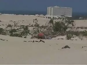 恋物癖，束缚，脚，安妮狗屎Groupen ...